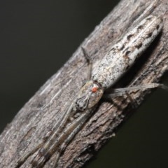 Acari (informal subclass) (Unidentified mite) at ANBG - 28 Oct 2020 by TimL