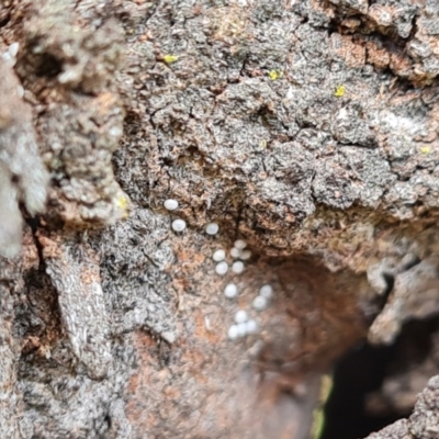 Acrodipsas myrmecophila (Small Ant-blue Butterfly) at Symonston, ACT by Mike
