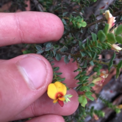 Pultenaea spinosa (Spiny Bush-pea, Grey Bush-pea) at Wee Jasper, NSW - 22 Nov 2020 by Tapirlord