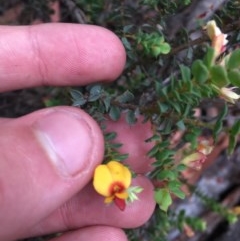 Pultenaea spinosa (Spiny Bush-pea, Grey bush-pea) at Wee Jasper, NSW - 21 Nov 2020 by Tapirlord