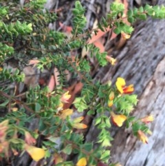 Pultenaea spinosa at Wee Jasper, NSW - 22 Nov 2020