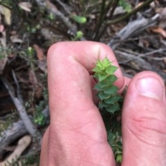 Pultenaea spinosa at Wee Jasper, NSW - suppressed