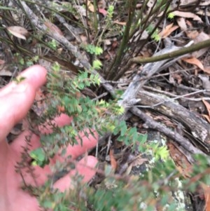 Pultenaea spinosa at Wee Jasper, NSW - suppressed