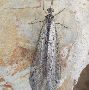 Myrmeleontidae (family) at Gundaroo, NSW - 16 Nov 2020