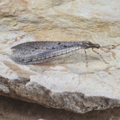 Myrmeleontidae (family) at Gundaroo, NSW - 16 Nov 2020 11:58 PM