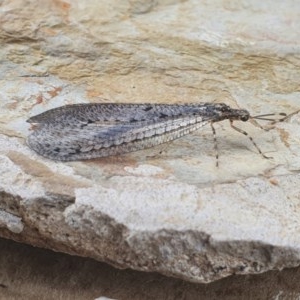 Myrmeleontidae (family) at Gundaroo, NSW - 16 Nov 2020 11:58 PM