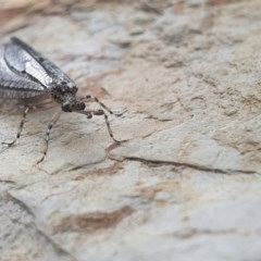 Myrmeleontidae (family) at Gundaroo, NSW - 16 Nov 2020 11:58 PM