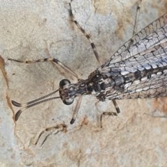 Myrmeleontidae (family) at Gundaroo, NSW - 16 Nov 2020