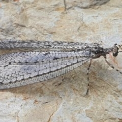 Myrmeleontidae (family) at Gundaroo, NSW - 16 Nov 2020