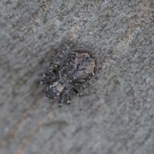 Servaea sp. (genus) at Higgins, ACT - 21 Nov 2020