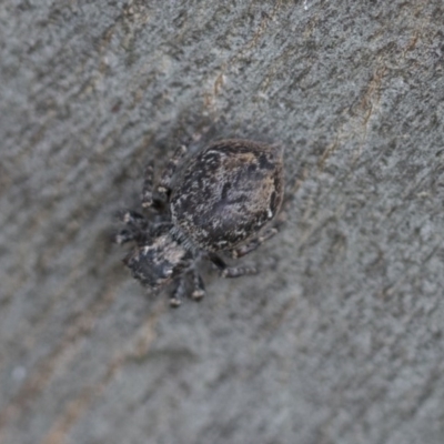 Servaea sp. (genus) (Unidentified Servaea jumping spider) at Higgins, ACT - 21 Nov 2020 by AlisonMilton