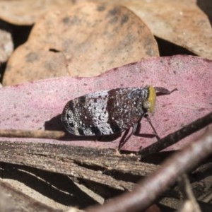 Platybrachys decemmacula at Scullin, ACT - 13 Nov 2020