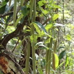Parsonsia straminea (Common Silkpod) at Moruya, NSW - 12 Nov 2020 by LisaH