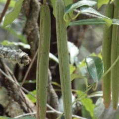 Parsonsia straminea at Moruya, NSW - suppressed