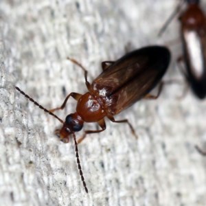 Euomma lateralis at O'Connor, ACT - 18 Nov 2020 10:24 AM