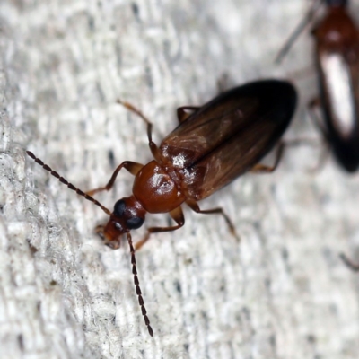 Euomma lateralis (Comb-clawed beetle) at O'Connor, ACT - 18 Nov 2020 by ibaird