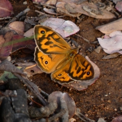 Heteronympha merope (Common Brown Butterfly) at Hughes Grassy Woodland - 22 Nov 2020 by TomT