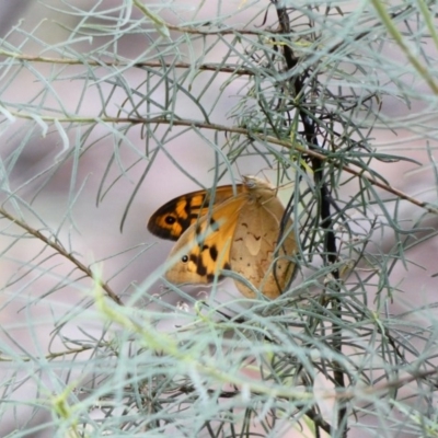 Heteronympha merope (Common Brown Butterfly) at Red Hill to Yarralumla Creek - 22 Nov 2020 by TomT