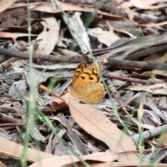 Heteronympha merope at Hughes, ACT - 22 Nov 2020