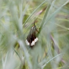 Nyctemera amicus (Senecio Moth, Magpie Moth, Cineraria Moth) at Red Hill to Yarralumla Creek - 21 Nov 2020 by TomT