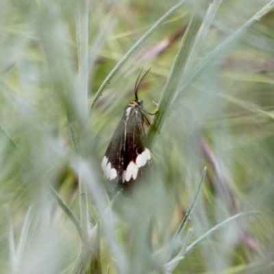 Nyctemera amicus (Senecio Moth, Magpie Moth, Cineraria Moth) at Hughes, ACT - 21 Nov 2020 by TomT