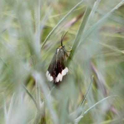 Nyctemera amicus (Senecio Moth, Magpie Moth, Cineraria Moth) at Hughes Grassy Woodland - 21 Nov 2020 by TomT