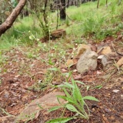 Hackelia suaveolens (Sweet Hounds Tongue) at Isaacs, ACT - 23 Nov 2020 by Mike