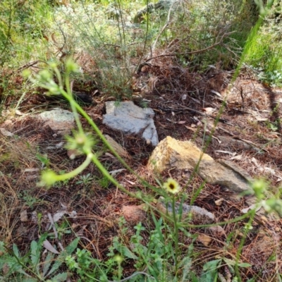 Tolpis barbata (Yellow Hawkweed) at Isaacs, ACT - 22 Nov 2020 by Mike