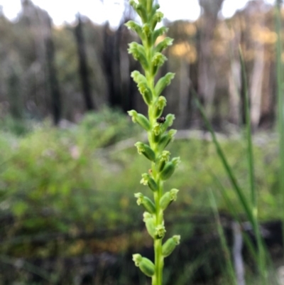 Microtis unifolia (Common Onion Orchid) at Paddys River, ACT - 20 Nov 2020 by JasonC