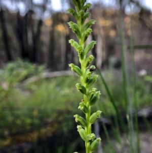 Microtis unifolia at Paddys River, ACT - suppressed