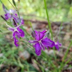 Thysanotus tuberosus subsp. tuberosus (Common Fringe-lily) at Isaacs Ridge and Nearby - 22 Nov 2020 by Mike