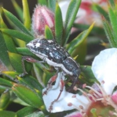 Aoplocnemis sp. (genus) (A weevil) at Tinderry Mountains - 21 Nov 2020 by Harrisi