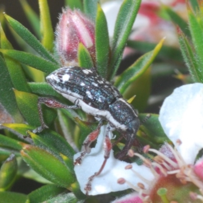 Aoplocnemis sp. (genus) (A weevil) at Tinderry, NSW - 20 Nov 2020 by Harrisi