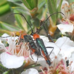 Oroderes sp. (genus) (A longhorn beetle) at Tinderry Mountains - 21 Nov 2020 by Harrisi