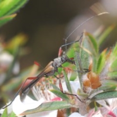 Enchoptera apicalis (Longhorn beetle) at Tinderry Mountains - 21 Nov 2020 by Harrisi