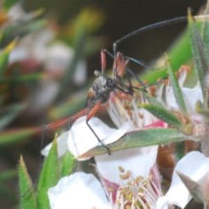 Enchoptera apicalis at Tinderry, NSW - 21 Nov 2020