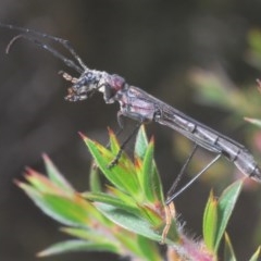 Macrones exilis (Macrones exilis) at Tinderry, NSW - 21 Nov 2020 by Harrisi