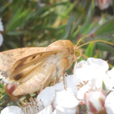 Helicoverpa armigera (Cotton bollworm, Corn earworm) at Tinderry, NSW - 21 Nov 2020 by Harrisi