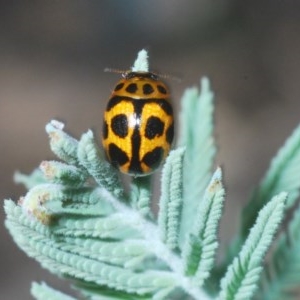 Peltoschema oceanica at Tinderry, NSW - 21 Nov 2020