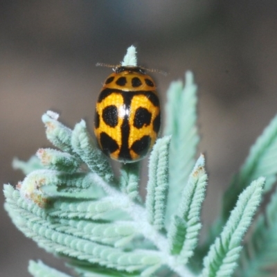 Peltoschema oceanica (Oceanica leaf beetle) at Tinderry Nature Reserve - 21 Nov 2020 by Harrisi