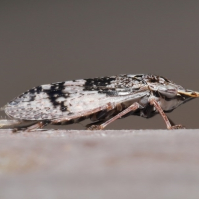 Stenocotis depressa (Leafhopper) at ANBG - 16 Nov 2020 by TimL