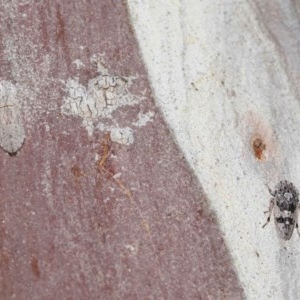 Stenocotis depressa at Downer, ACT - 17 Nov 2020