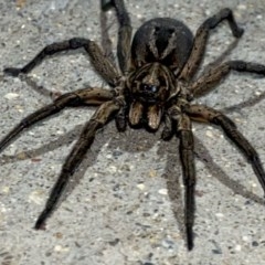 Venatrix sp. (genus) (Unidentified Venatrix wolf spider) at Pialligo, ACT - 23 Nov 2020 by FeralGhostbat