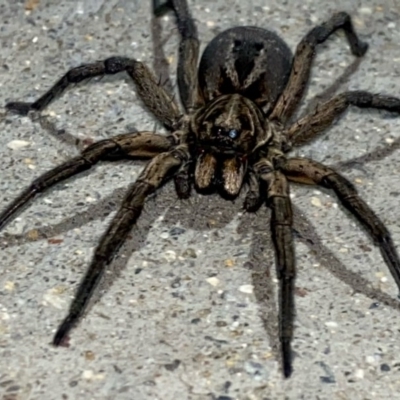 Venatrix sp. (genus) (Unidentified Venatrix wolf spider) at Pialligo, ACT - 23 Nov 2020 by Ghostbat