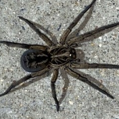 Venatrix sp. (genus) at Pialligo, ACT - 23 Nov 2020