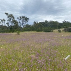 Arthropodium fimbriatum at Tuggeranong DC, ACT - 21 Nov 2020