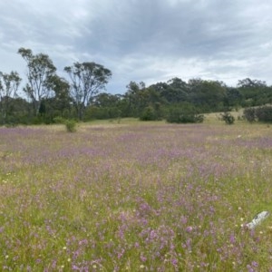 Arthropodium fimbriatum at Tuggeranong DC, ACT - 21 Nov 2020