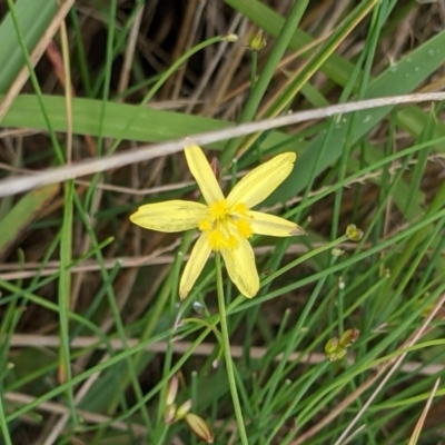 Tricoryne elatior (Yellow Rush Lily) at Wodonga - 22 Nov 2020 by ChrisAllen