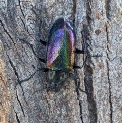 Cyphaleus metallescens (A darkling beetle) at Thurgoona, NSW - 20 Nov 2020 by ChrisAllen