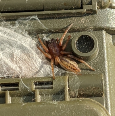 Clubiona sp. (genus) (Unidentified Stout Sac Spider) at Thurgoona, NSW - 20 Nov 2020 by ChrisAllen